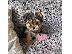 PoulaTo: Home raised yorkie puppies for rehoming